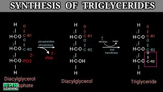 Triglyceride Synthesis  Triacylglycerol Synthesis  TAG Synthesis  Part 2 [upl. by Irita]