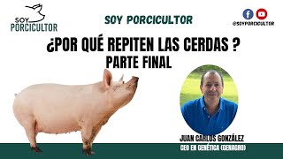 ¿Por qué repiten las Cerdas  Parte final [upl. by Yr]