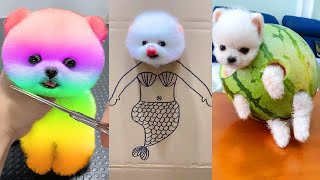 Cute Pomeranian Puppies Doing Funny Things 8  Cute and Funny Dogs [upl. by Sherrard]