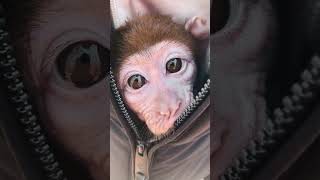 Little monkey rescued from an illegal zoo  Animal Rescue shorts animalrescue monkey monkeybaby [upl. by Rosenfeld]