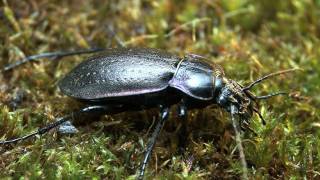 Carabus nemoralis [upl. by Ruelu223]