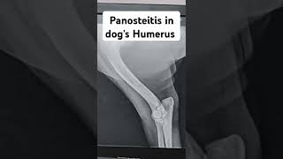 Panosteitis in a dogpanosteitis in humerus boneinflammation of bone and medullary cavity [upl. by Neeliak]