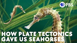 How Plate Tectonics Gave Us Seahorses [upl. by Philcox]