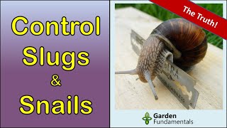 Slugs amp Snails 🧨️💩💊 Which Home Remedies Work Best [upl. by Nnodnarb395]