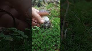 Boletus reticulatus boletus porcini hribi mushroom forest nature [upl. by Aicenaj508]