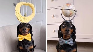 Sausage Dog Balances Stuff On Head [upl. by Rebmetpes]