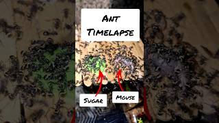 Ant experiment Antnectar  A MOUSE [upl. by Eeb]