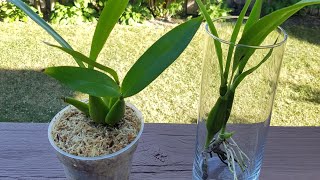 兰花水培－章鱼兰 Encyclia radiata amp Prosthechea cochleata [upl. by Annahavas]