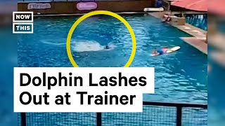 Dolphin Attacks Trainer at Miami Seaquarium 😮 [upl. by Eirac498]