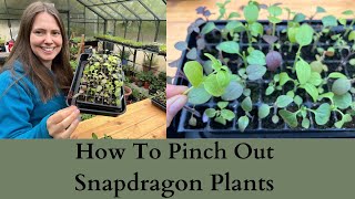 How To Pinch Out Antirrhinum  Snapdragon Plants For More Flowers [upl. by Okimuy]