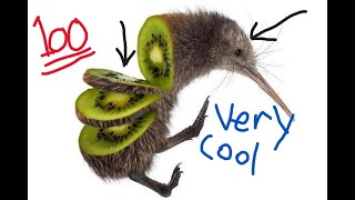 Why I love kiwi birds so heavily [upl. by Hermes]