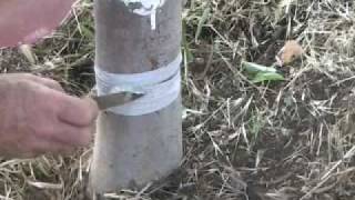 Organic Codling Moth Control [upl. by Jarrad]