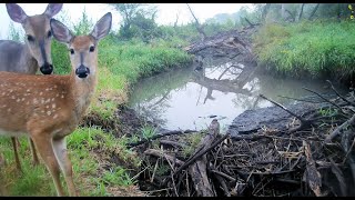 2023 Trail Cam Videos Vol 3 September to December [upl. by Rudelson]