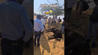 Horse Death in Pushkar Fair 2023 rajasthan pushkar [upl. by Rettke]