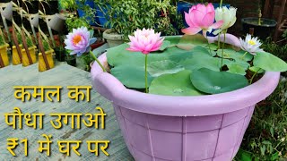 कमल के पौधे को एक रुपए में उगाने का सीक्रेट तरीका how to grow lotus at home in die plastic material [upl. by Eissirc]