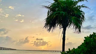 Palm Review￼ Thrinax radiata the ￼ Florida Thatch Palm [upl. by Gosselin]