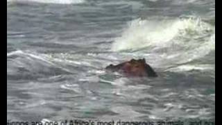 Hippopotamus Lost At Sea  Ballito Bay [upl. by Gombach]