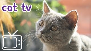 Cat TV Exciting Cat Entertainment NEW [upl. by Erialc390]