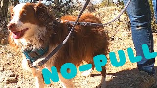 How to Use a NoPull Harness with a TwoPoint Leash Attachment [upl. by Berri]