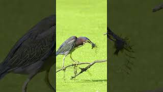 Green Heron with Xray Vision birds nikonwildlife greenheron shorts [upl. by Adahs111]