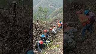 Process Of Removing Dry Firewood To Set Up A Fire  Break In The Mountain Forest [upl. by Gunning845]