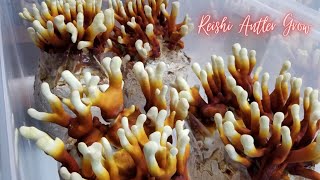 REISHI SPAWN AND SUBSTRATE TIPS Antler Style Reishi Grow [upl. by Boyce773]