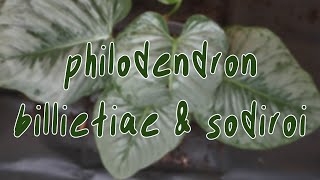 HOUSEPLANT CARE  repotting philodendron sodiroi philodendron billietiae [upl. by Nnaira338]