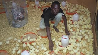 Comment fait le chauffage des poussins en Aviculture volailles [upl. by Dlaregztif]