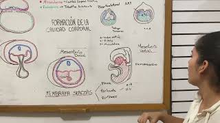Formación de la cavidad corporal embriología Langman [upl. by Yllak993]