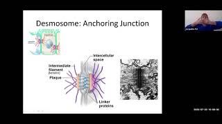 cell 5  intercellular junctions 7 min [upl. by Thia]