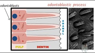 Structure of Dentin [upl. by Alatea653]