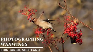 Photographing Waxwings in Edinburgh  Bird Photography [upl. by Nnaarat]