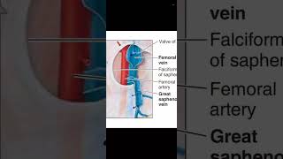 Great Saphenous veins anatomy and applied [upl. by Nadaha]