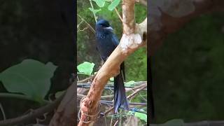 Bird Mimicking Cat Meow Sound catandbird birdcalls imitation [upl. by Peednas528]