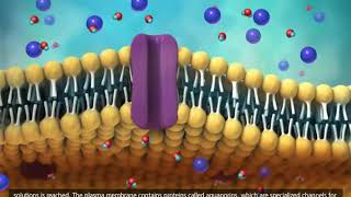 Membrane Transport in Cells Symport Antiport Cotransport 3D Animation [upl. by Alehcim744]