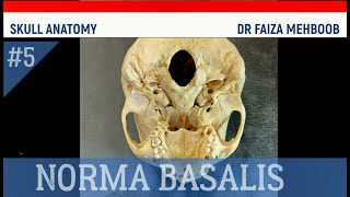 Skull Anatomy Lec 5 Norma Basalis by Dr Faiza Mehboob [upl. by Huoh565]