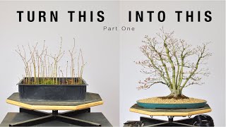 Turn Japanese Maple Seedlings into a Clump Style Bonsai Part 1  BonsaiU [upl. by Alliuqahs]