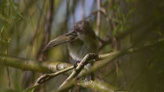 SIBERIAN CHIFFCHAFF Phylloscopus collybita tristis preening amp singing at Watermead Lake Bucks [upl. by Isoais804]