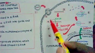 RNAi and Si RNA mediated knockdown [upl. by Finlay]