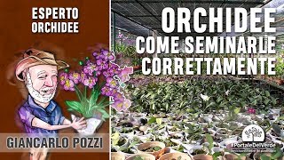 Come seminare le orchidee nella cappa sterile umida o a maniche [upl. by Ernaldus]