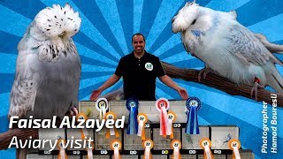 PARKEET Exhibition budgies PERIQUITOS de postura Faisal Alzayed Kuwait Budgie Planet🌍 [upl. by Truelove431]