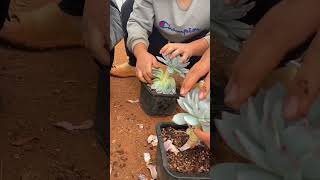 Technique decoration succulent plant shortvideo indoorgardening garden houseplants nature [upl. by Nesyla954]