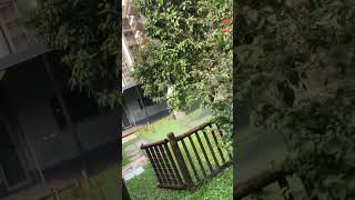 How to professionally apply fumigation treatment in a garden [upl. by Notlek]