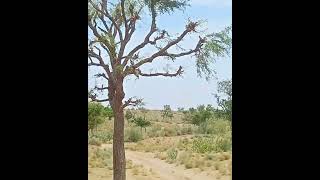 Prosopis Cineraria plants nature [upl. by Omarr]