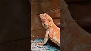 REPTILIAN ASMR SHED PULL [upl. by Aynna]