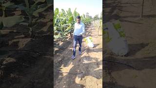 banana fertilizer agriculture bananafarming केळी fertilizer [upl. by Adnala151]