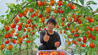 Wish I knew this method of growing tomatoes sooner Many large and succulent fruits [upl. by Springer]