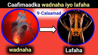 9calaamadyaraanshaha macdanta kalshiyaam sida wadnaha murqaha iyo lafaha [upl. by Tryck]