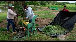 ¿Cuáles son los beneficios del pasto Cuba 22  La Finca de Hoy [upl. by Dion]