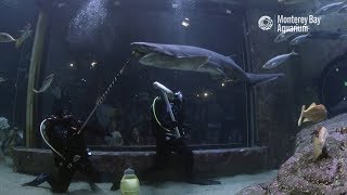 Shark TLC HandFeeding The Sevengill Sharks With Aquarist Ann [upl. by Maude]